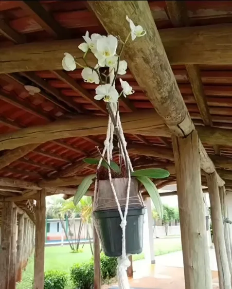 Centro Dia do Idoso – Viver Bem Realiza Trabalho com Plantas
